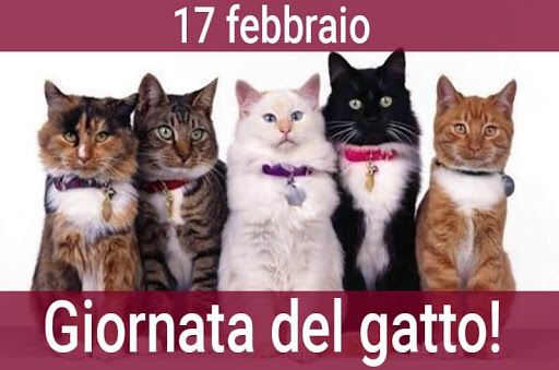 Giornata internazionale del gatto.