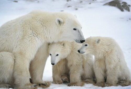 Giornata mondiale dell’orso bianco. Aiutarlo si può!